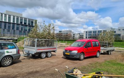 Persbericht: Pabstlaan fruitpark  krijgt 150 extra appelbomen