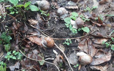 Heemstede natuurnieuws 2 april 2023: Bollen en Wijngaardslakken