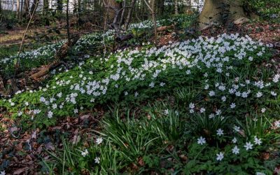 Heemstede natuurnieuws 23 april 2023: