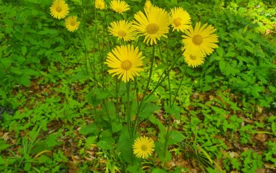 Heemstede natuurnieuws 7 mei 2023:  De gele bloementijd