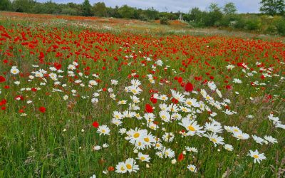 Bloemenweidefietstochten Heemstede en Hoofdorp:9 en 10 juni, 20 uur