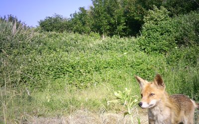 Heemstede natuurnieuws 18 juni 2023: Vos met jongen