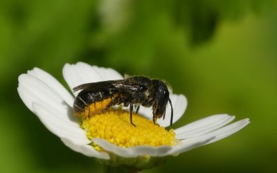 Heemstede natuurnieuws 16 juli 2023: Vandalisme Meermond