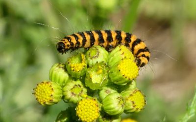 Heemstede natuurnieuws 23 juli 2023: Zebrarupsen en Jacobskruiskruid