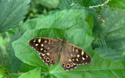 Heemstede natuurnieuws 13 augustus 2023: Bont Zandoogje