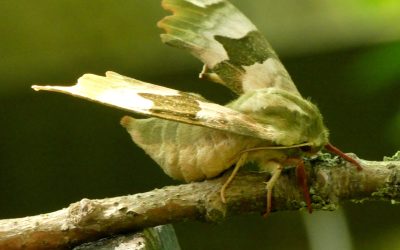 Heemstede natuurnieuws 20 augustus 2023: Lindepijlstaart