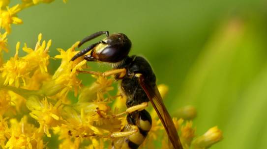 Heemstede natuurnieuws 10 september 2023: Bijenwolf