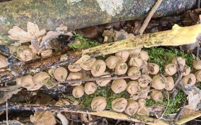 Heemstede natuurnieuws 21 januari: Peervormige stuifzwam