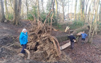 Heemstede natuurnieuws 28januari: Stormschade Sorghbosch