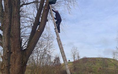 Heemstede natuurnieuws 4 februari: nestkasten bosuil en torenvalk winterklaar