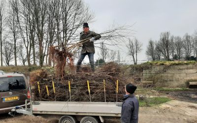 Blog 3 maart:  5500 bomen gered op Fort Kudelstaart