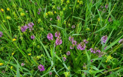 Heemstede natuurnieuws 26 mei: Orchideeënexplosie op Meermond