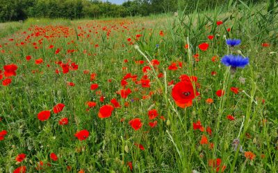 Bloemenweidefietstocht: Heemstede: 1 juni 20.00 uur; Hoofddorp 8 juni 20.00 uur