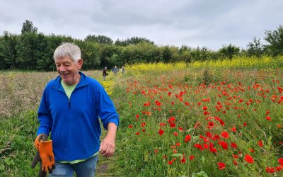 Heemstede natuurnieuws 16 juni: Niet te veel mosterd en riet