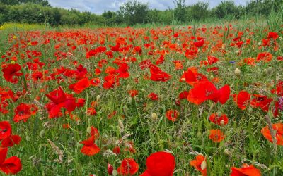 Heemstede natuurnieuws 2 juni: Bloemenweide rondleidingen