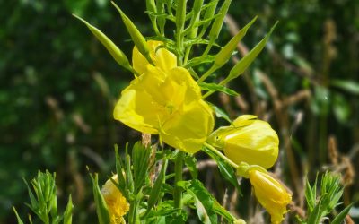 Heemstede natuurnieuws 30 juni: Zomerbloemen