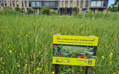 Blog 9 juni:  VOORbeeldproject en slechtvalken geringd