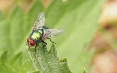 Groene Vleesvlieg