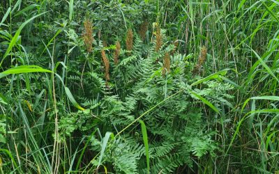 Heemstede natuurnieuws 23 juni: Veel biodiversiteit en de zonnewende