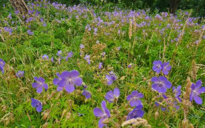 Heemstede natuurnieuws 14 juli: Beemdooievaarsbek en Zeepkruid