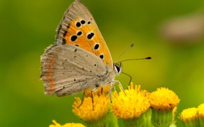 Heemstede natuurnieuws 21 juli: Vlindertijd