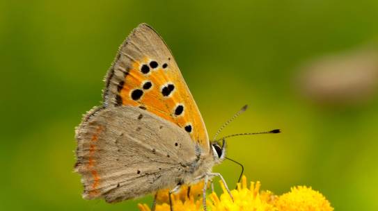 Heemstede natuurnieuws 21 juli: Vlindertijd