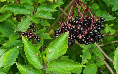 Heemstede natuurnieuws 11 augustus: Zwarte Vlier