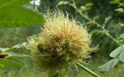 Heemstede natuurnieuws 15 sept.: Mosgal