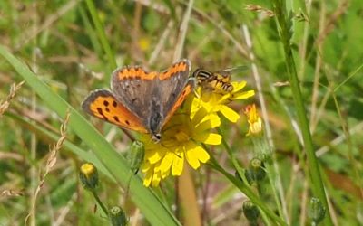 Heemstede natuurnieuws 8 sept.: Kleine Vuurvlinder en rentmeesterschap