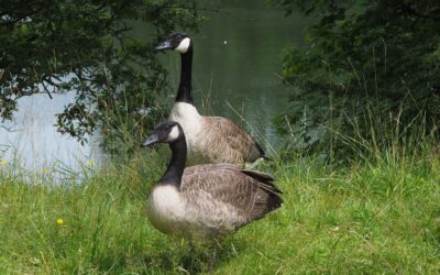 Heemstede natuurnieuws 25 augustus:   Canadese Gans