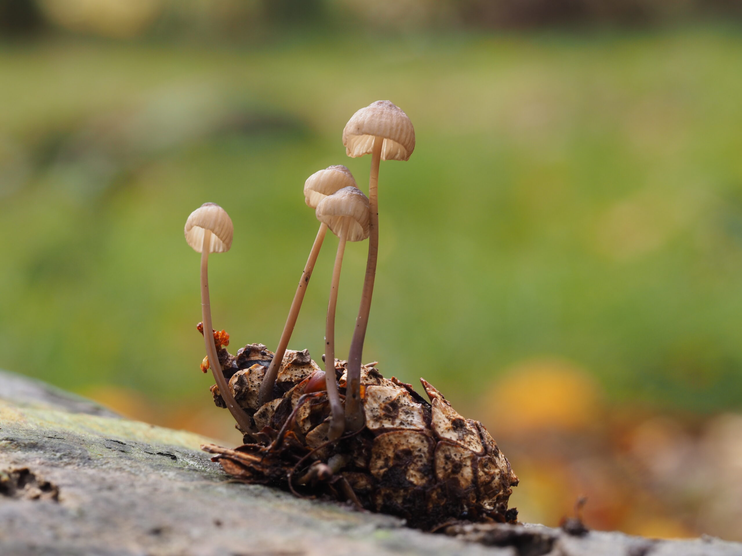 Dennenappelmycena