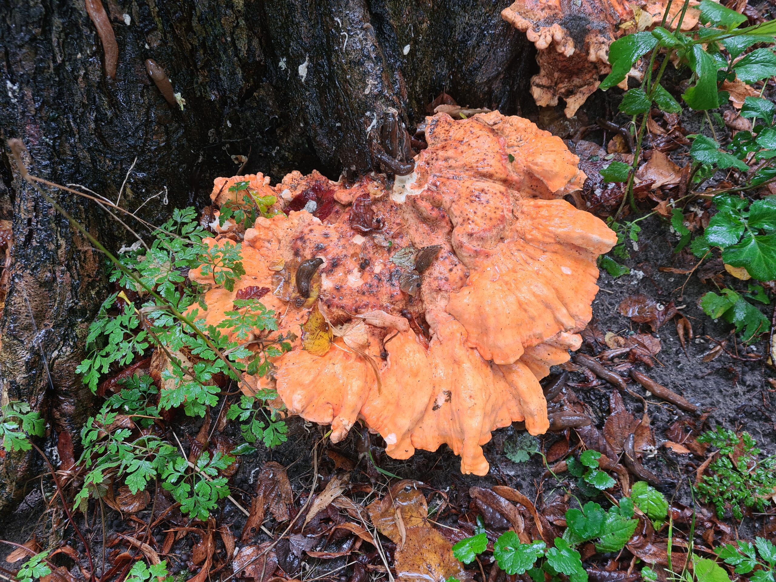 Heemstede natuurnieuws 29 september: Paddenstoelen en totempalen