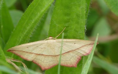 Heemstede natuurnieuws 6 oktober: Lieveling