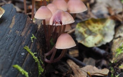 Bloedsteelmycena