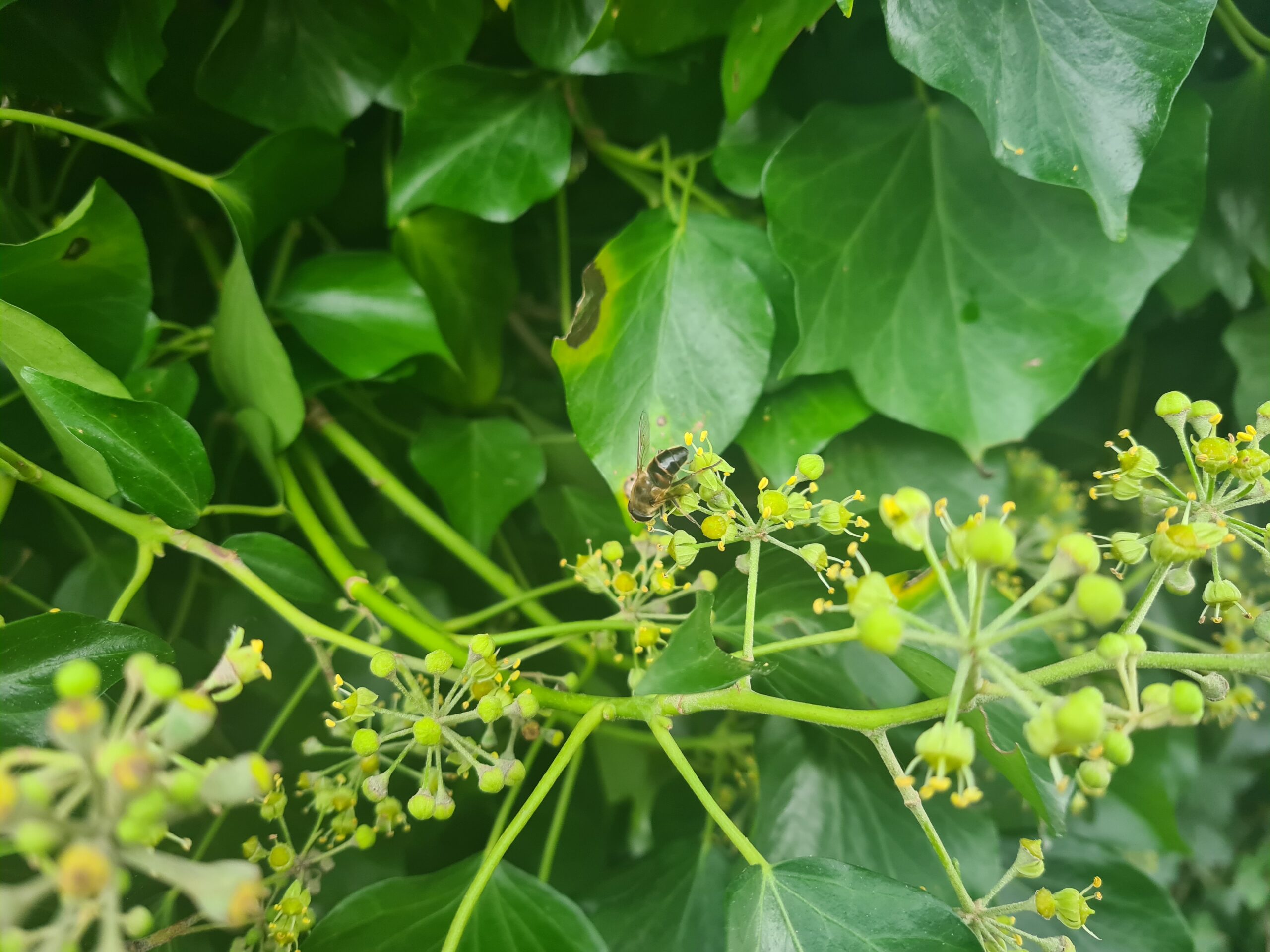 Heemstede natuurnieuws 20 oktober: bloei in de herfst