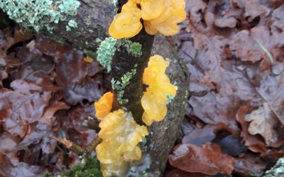 Heemstede natuurnieuws 5 januari: Winter paddenstoelen