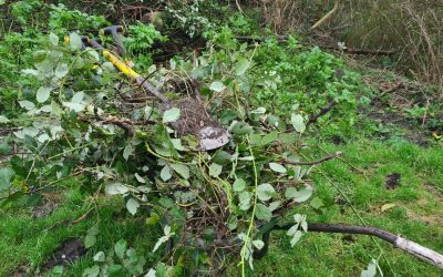 Heemstede natuurnieuws 12 januari: Bramen en bomen